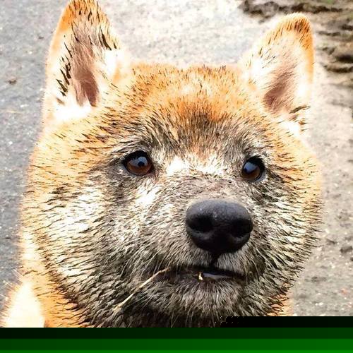 【长青传奇】奥沙利文：坚持训练的日常与心态调整，奥沙利文训练视频